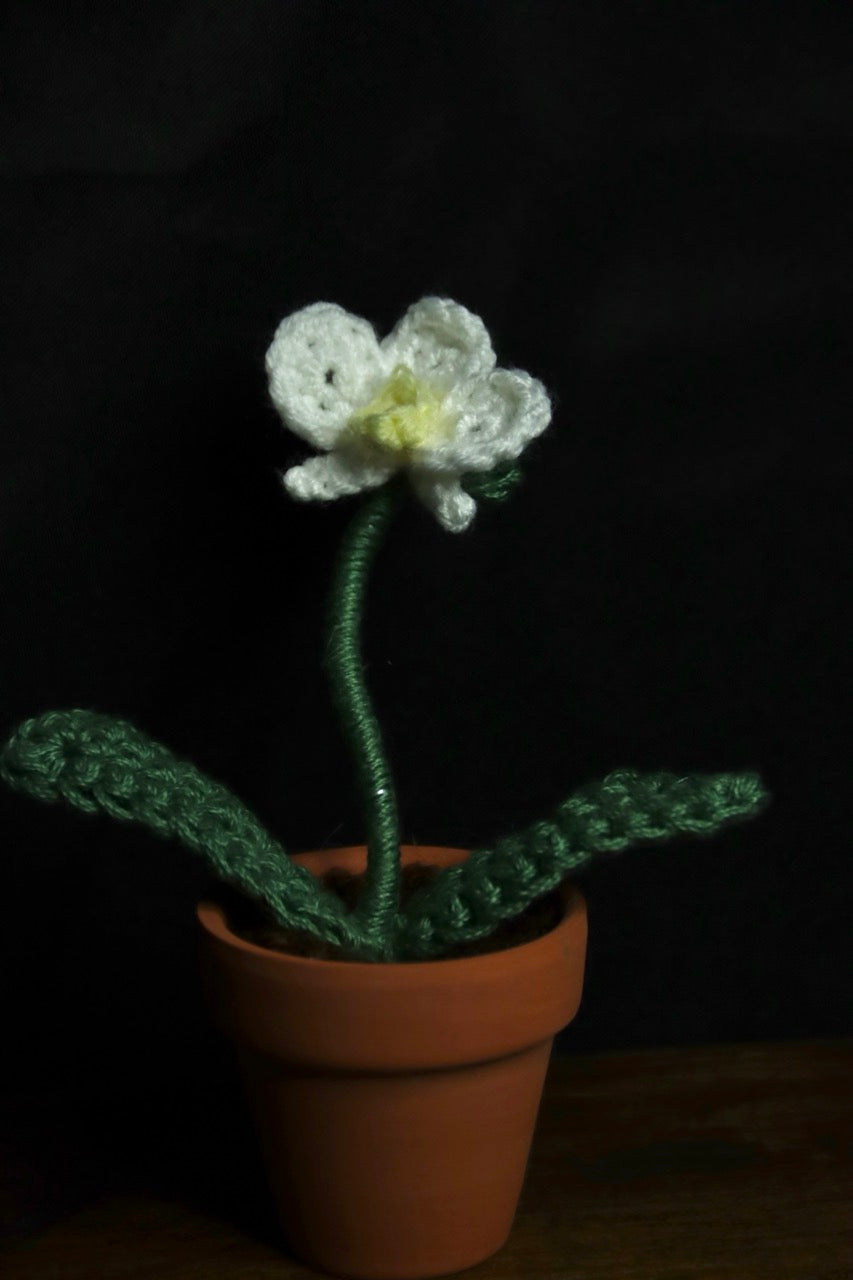 Mini Crochet Plants