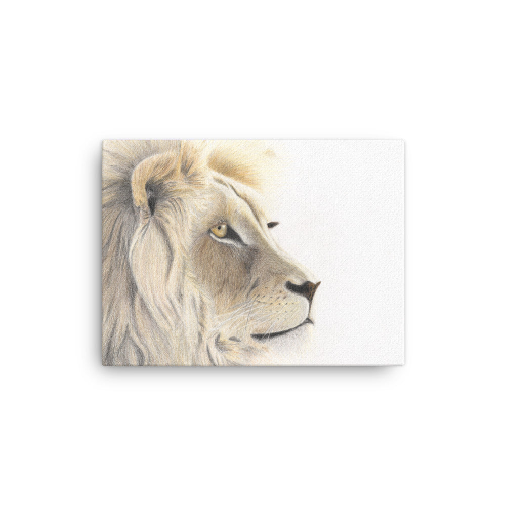 Lion Gaze tyndt lærred