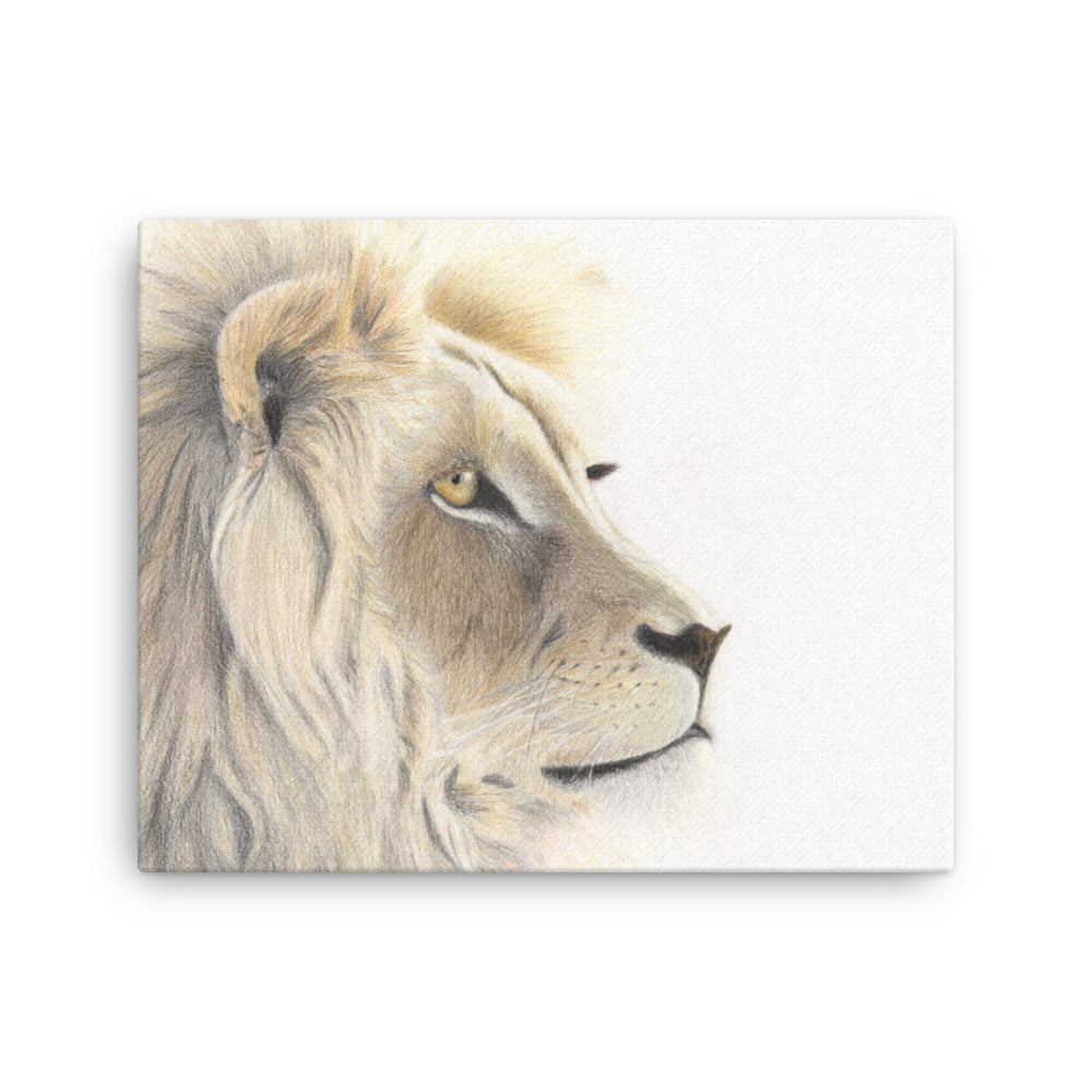 Lion Gaze tyndt lærred