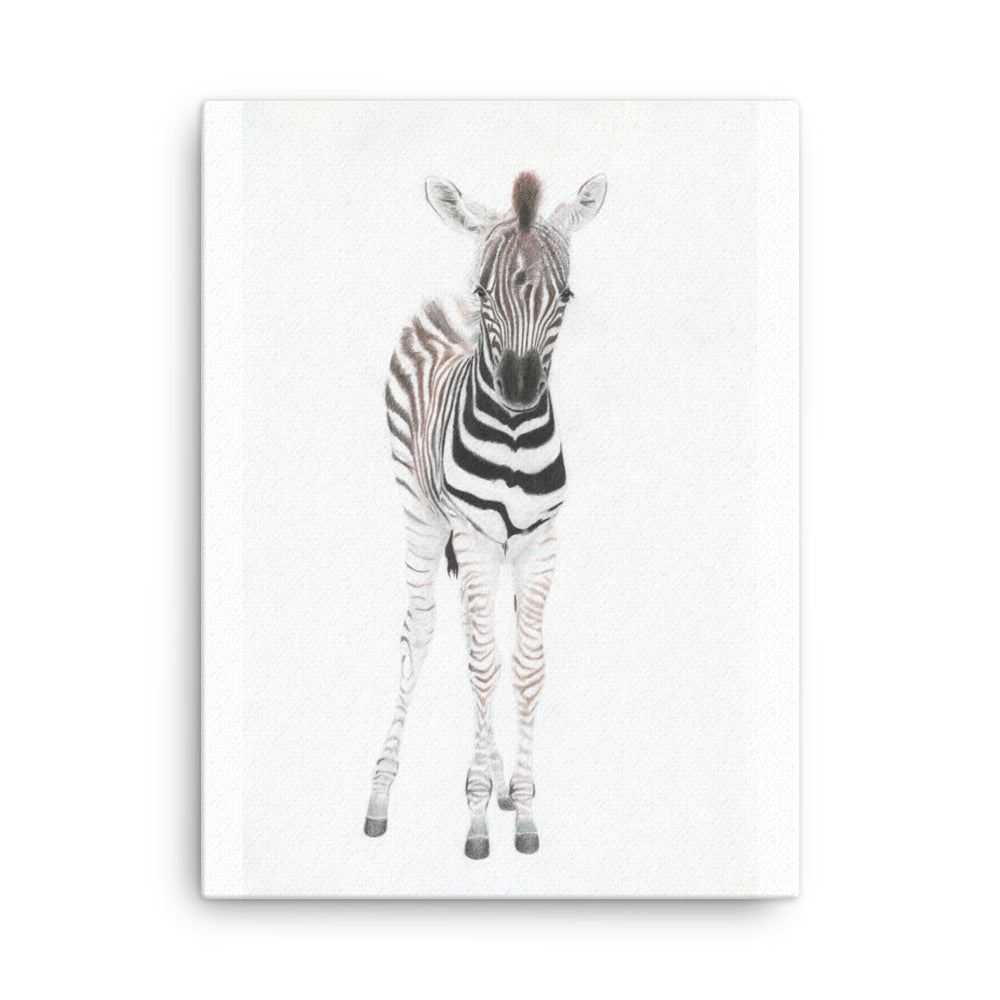 Zebra Foal Thin Canvas