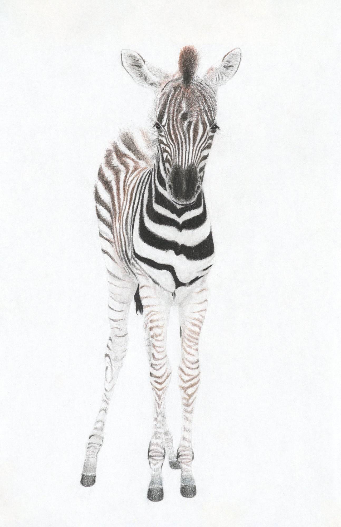 Zebra Foal Card