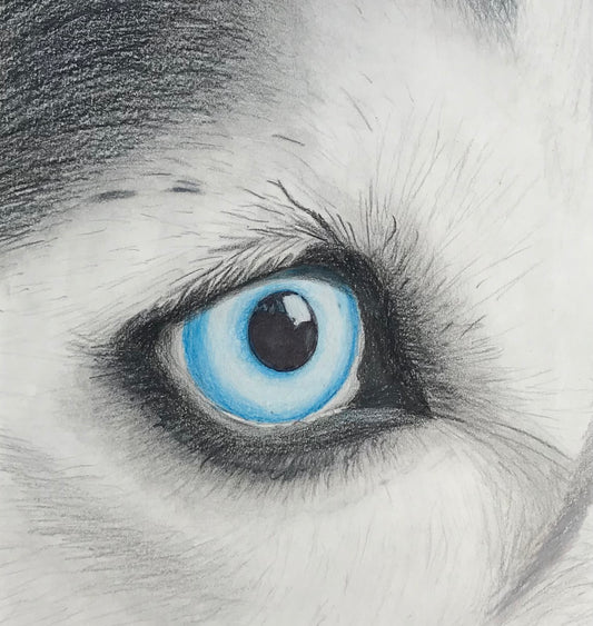 Husky Eye Canvas