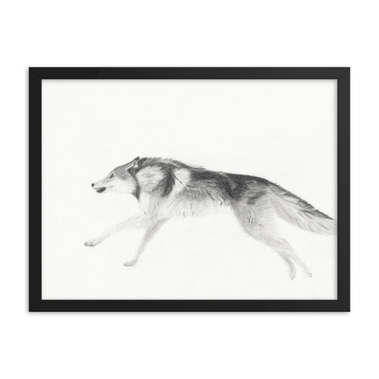 Running Wolf Framed Poster