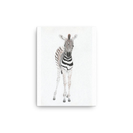 Zebra Foal Thin Canvas