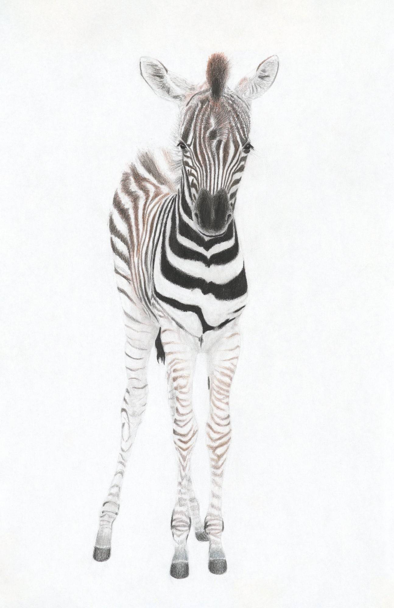 Zebra Føl lærred