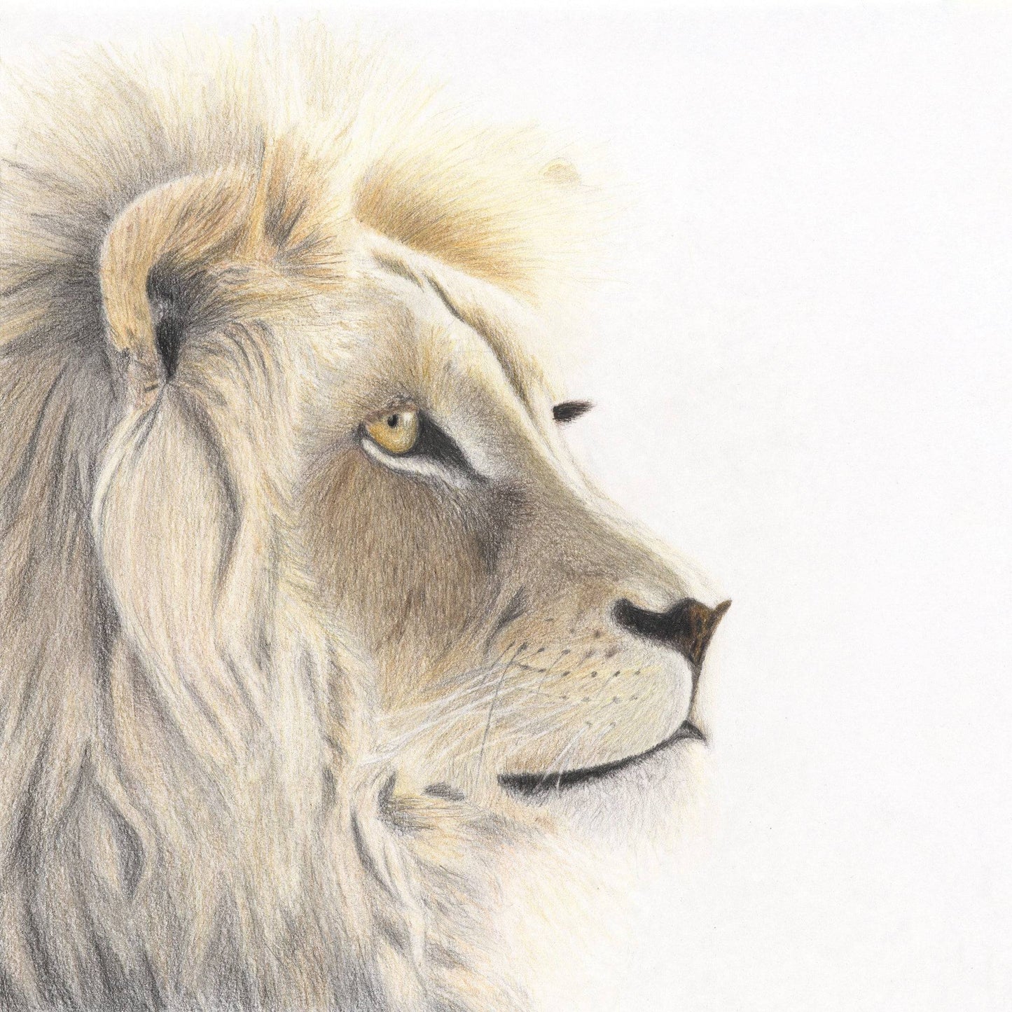 Lion Gaze Print